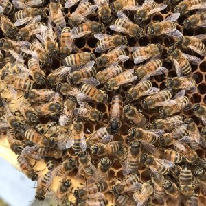 south of scotland beekeepers - honeybees close up